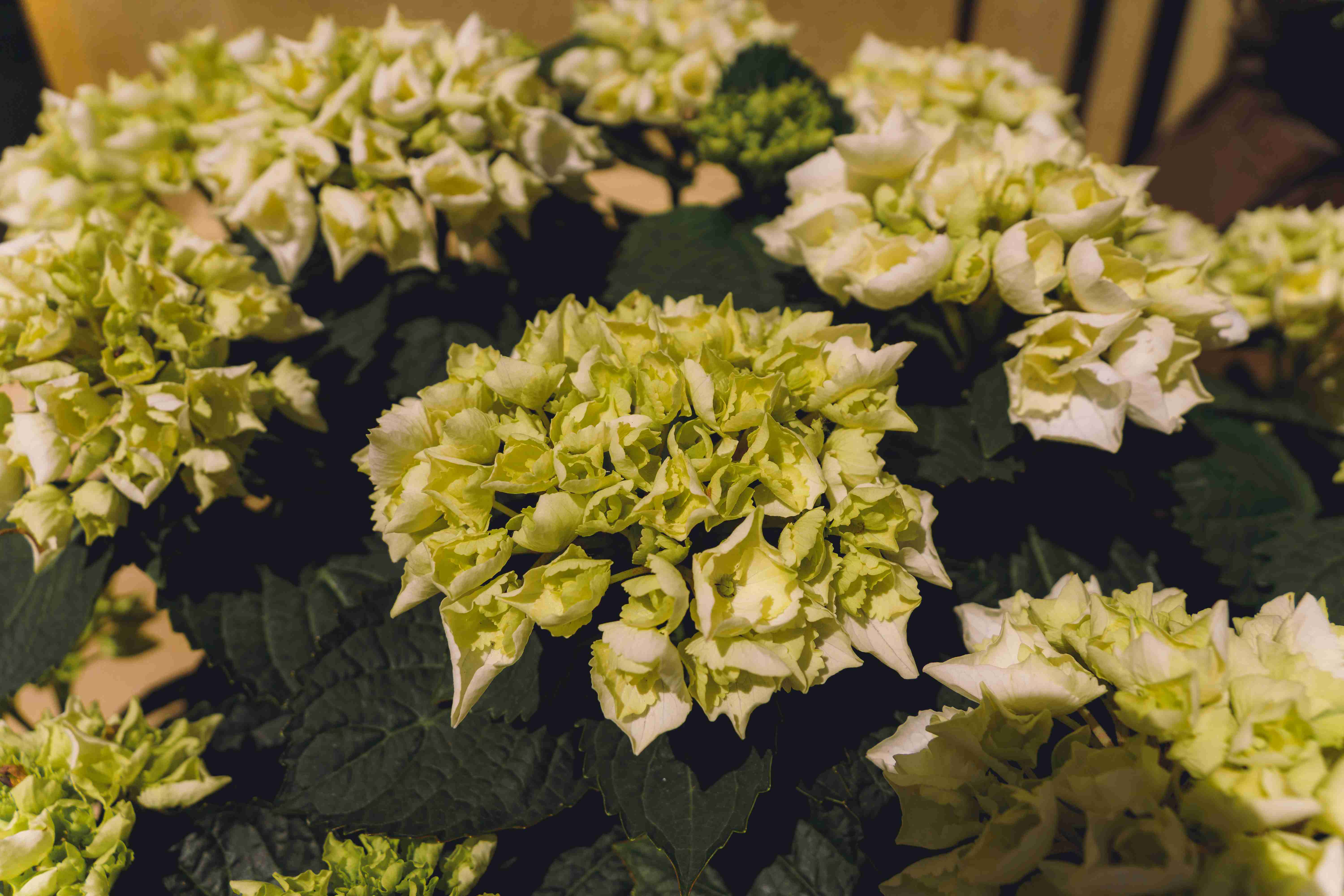 Bunch of White Flowers